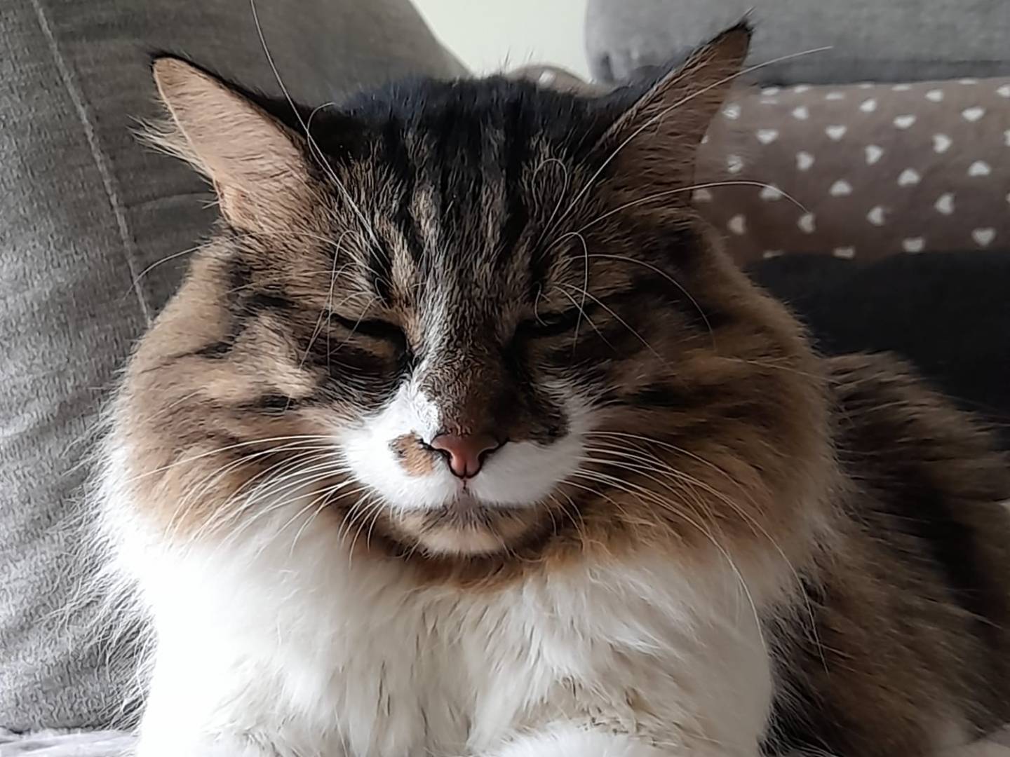 Adotta il gatto Ax a Milano