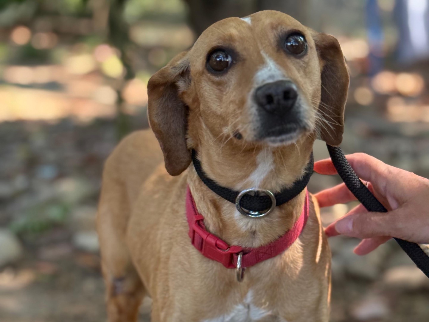 Adozione cane, femmina, Razza sconosciuta Razza sconosciuta, 2 anni e 1 mese, taglia piccola, Milano