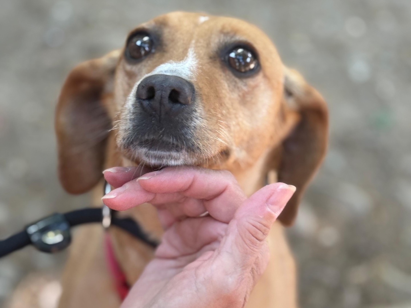 Adotta un cane, femmina, 2 anni e 1 mese, Milano