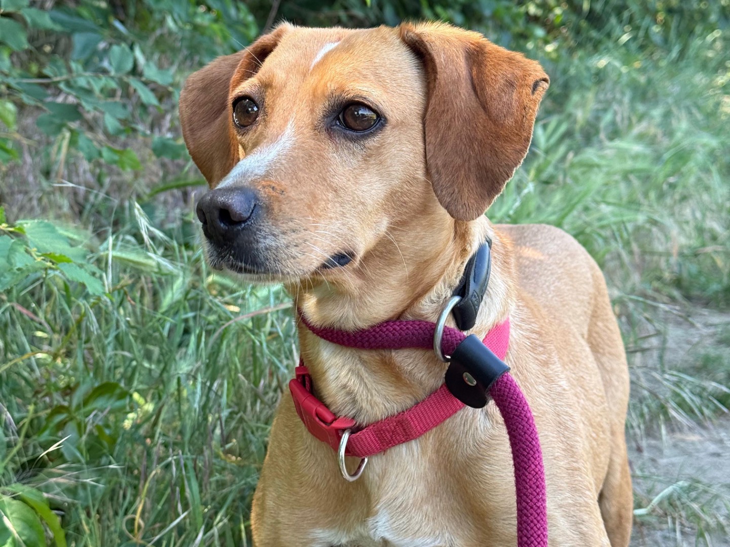Vuoi adottare un cane a Milano?