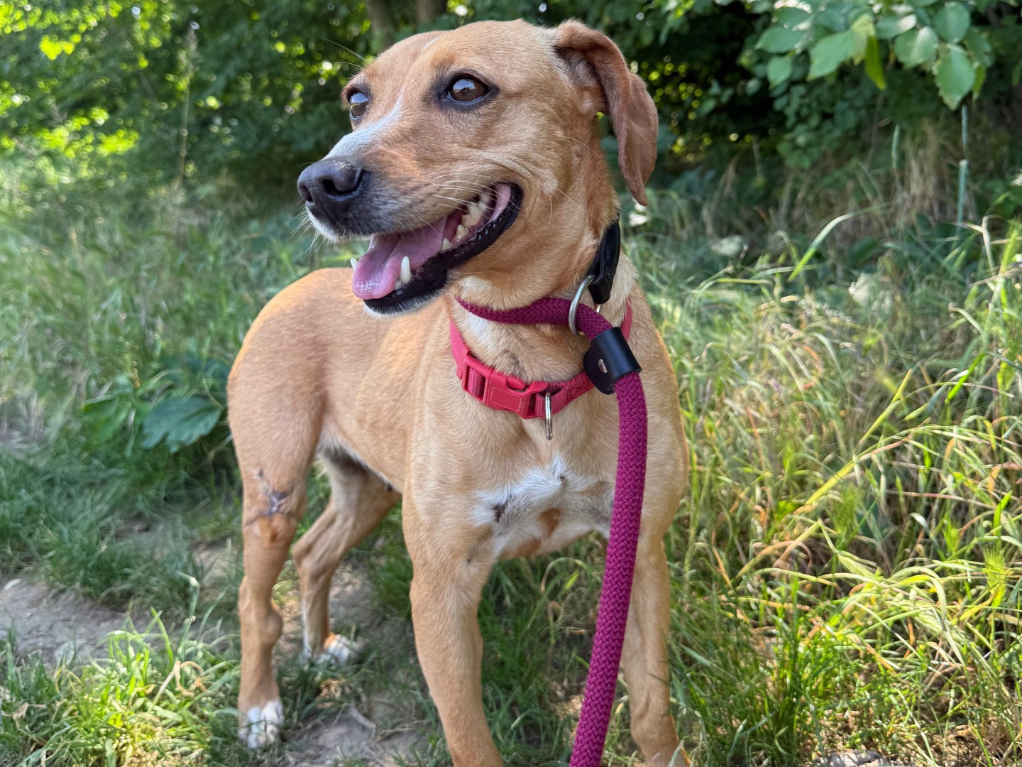 Adotta il cane Ornella a Milano