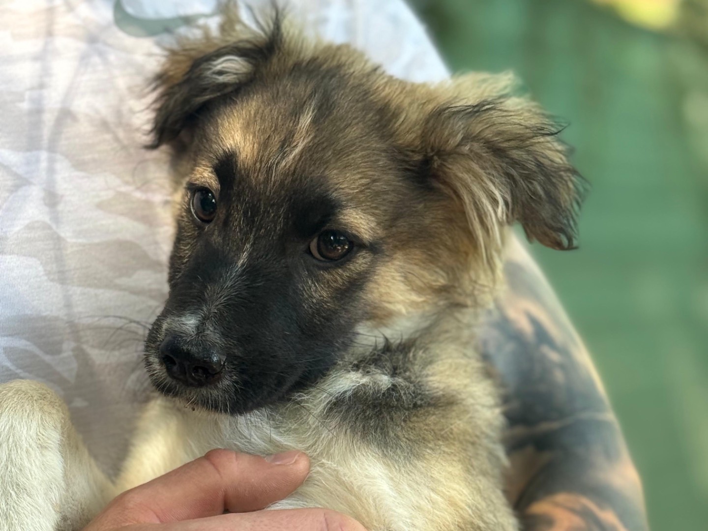 Adozione cane, femmina, Razza sconosciuta Razza sconosciuta, 3 mesi, taglia media contenuta, Milano