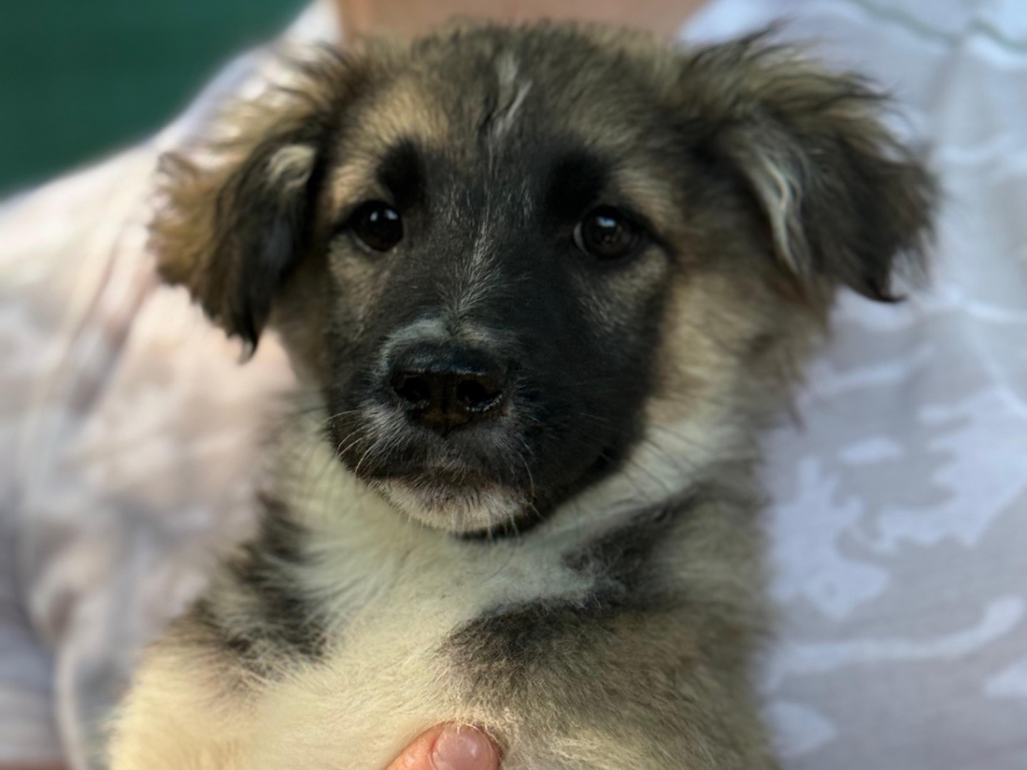 Adotta un cane, femmina, 3 mesi, Milano