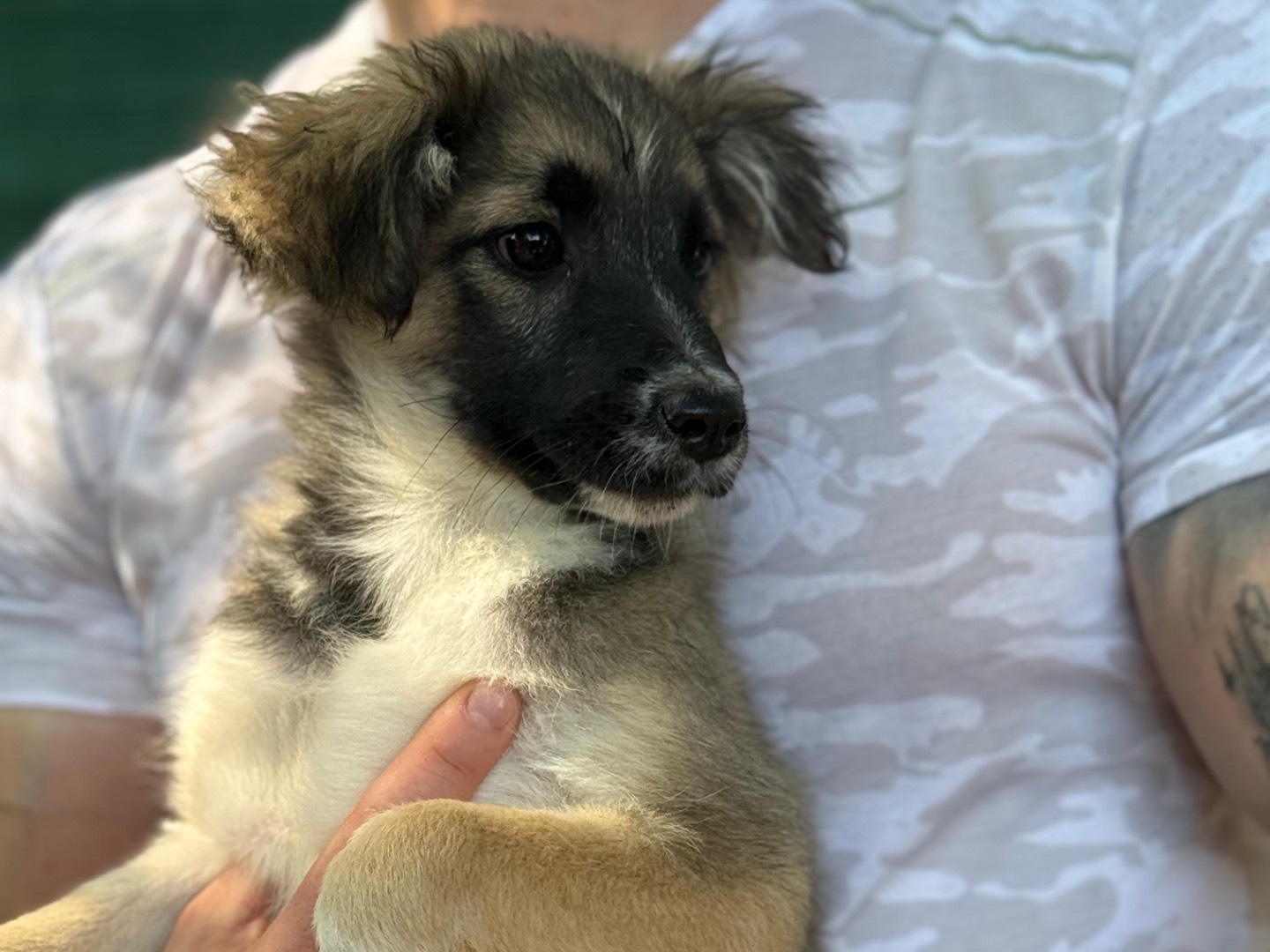 Adotta un cane, taglia media contenuta, femmina, Milano