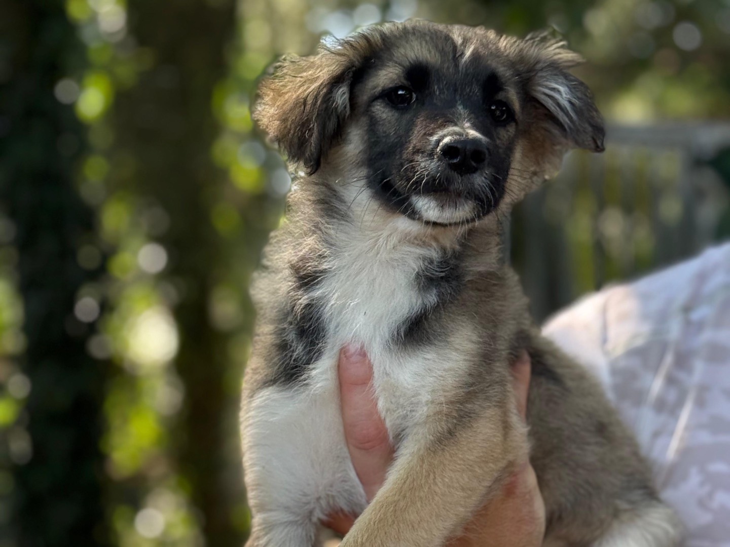 Vuoi adottare un cane a Milano?