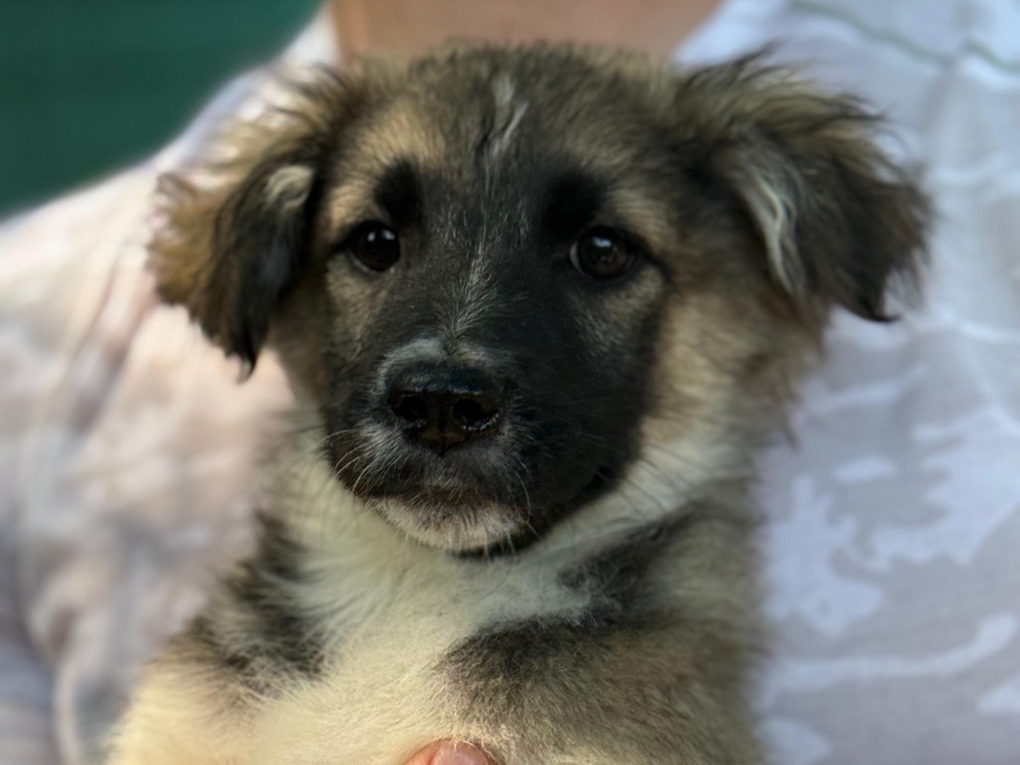 Adotta il cane Venere a Milano