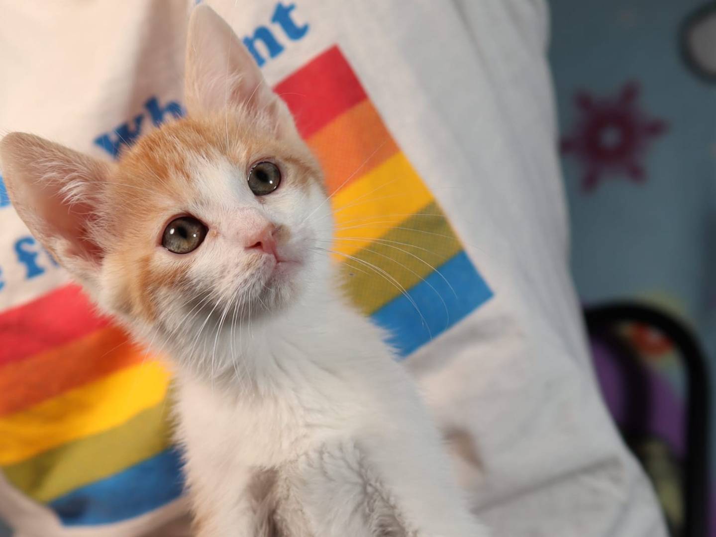 Adotta un gatto, taglia non valida, maschio, Brescia