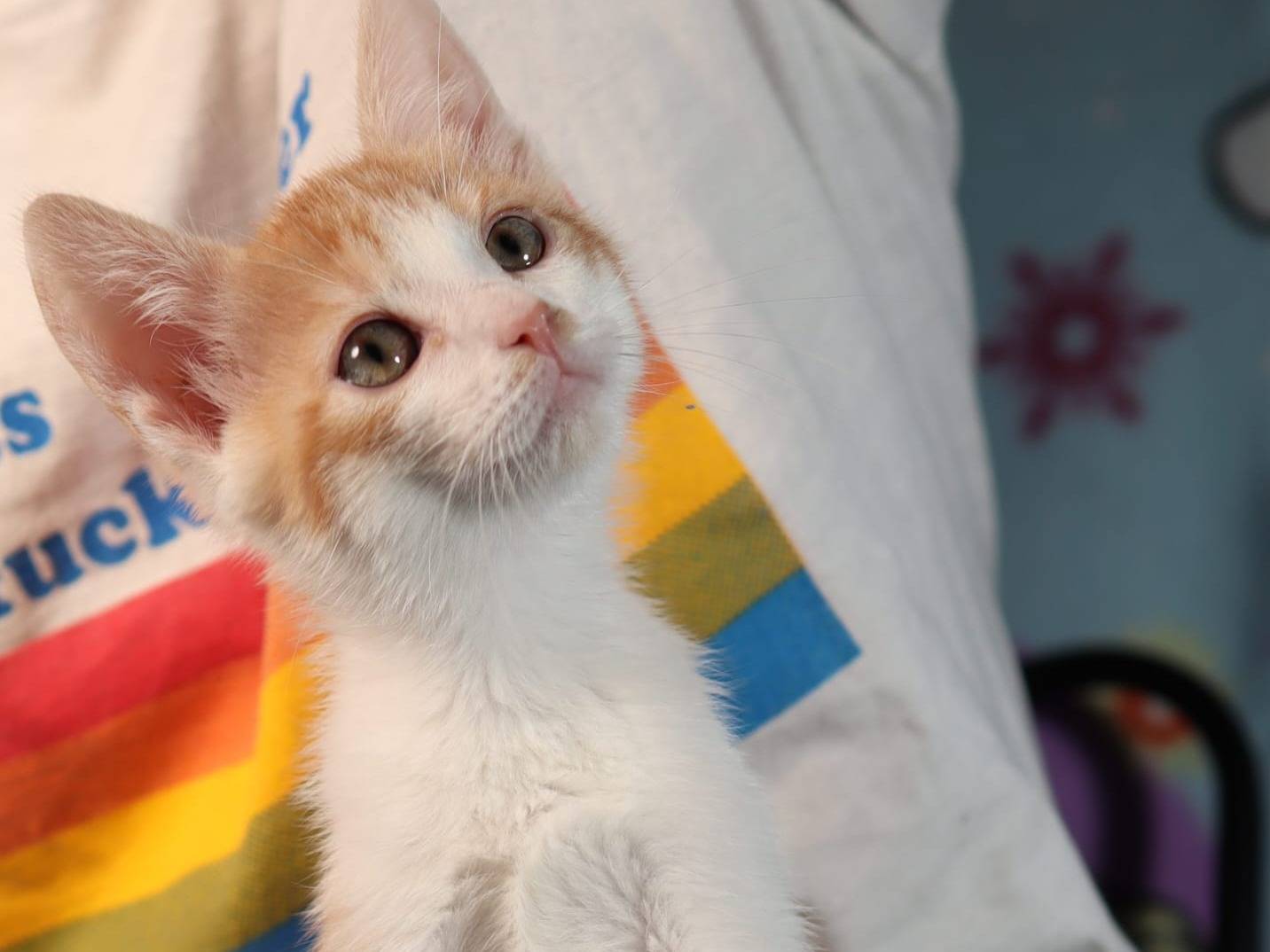 Adozione gatto, maschio, Razza sconosciuta Razza sconosciuta, 2 mesi, taglia non valida, Brescia