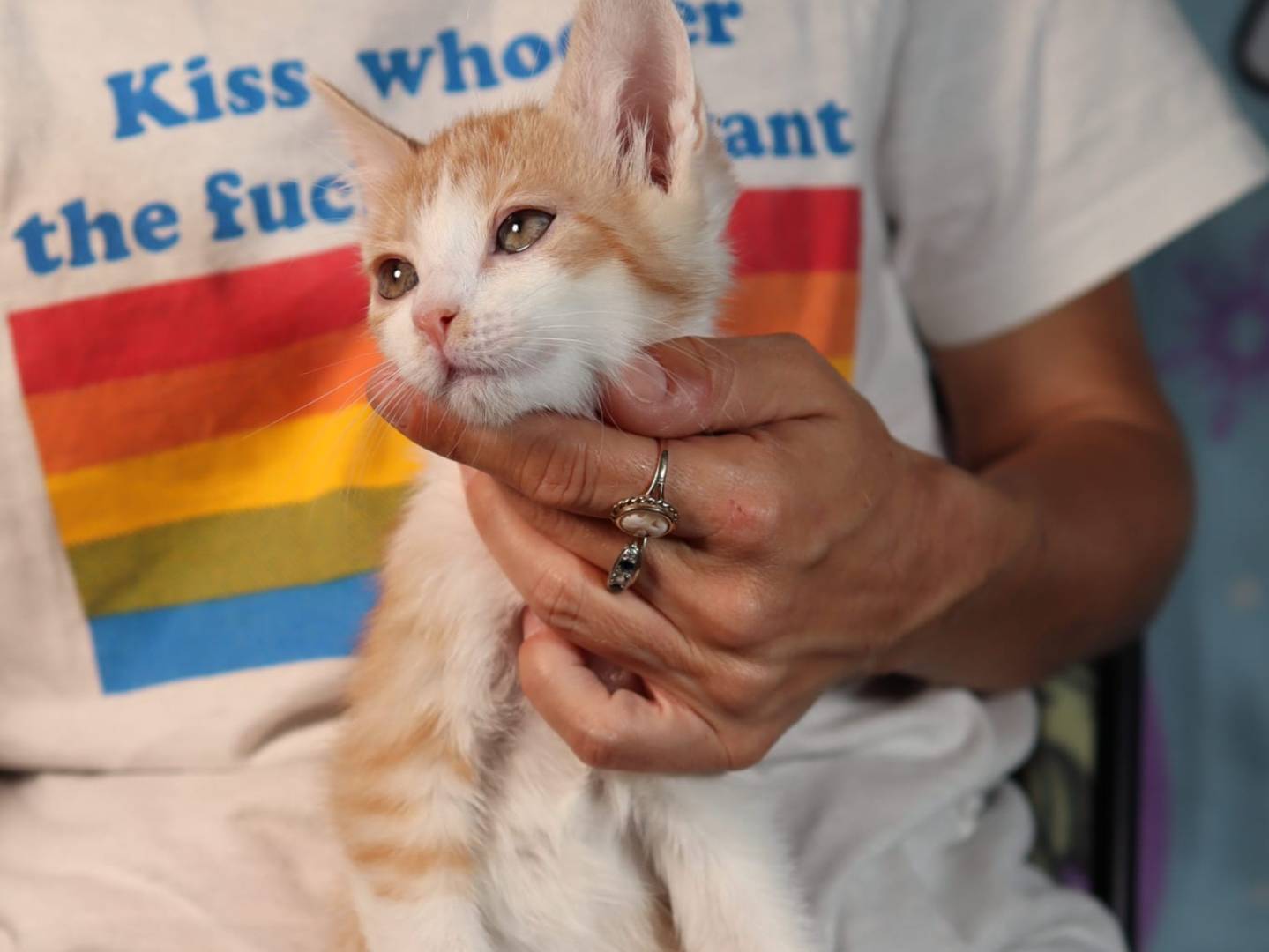 Vuoi adottare un gatto a Brescia?