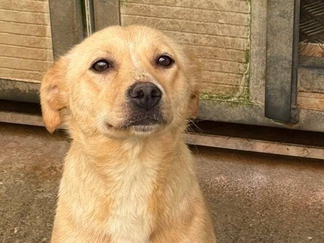 Adozione cane, femmina, Razza sconosciuta Razza sconosciuta, 4 anni e 1 mese, taglia media contenuta, Cosenza