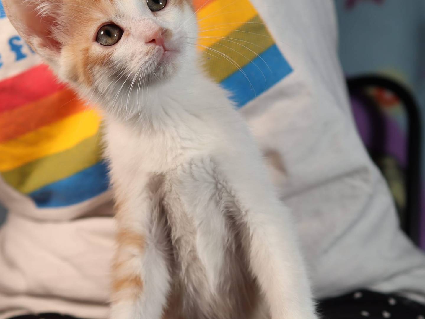 Adotta il gatto Dartanian  a Brescia