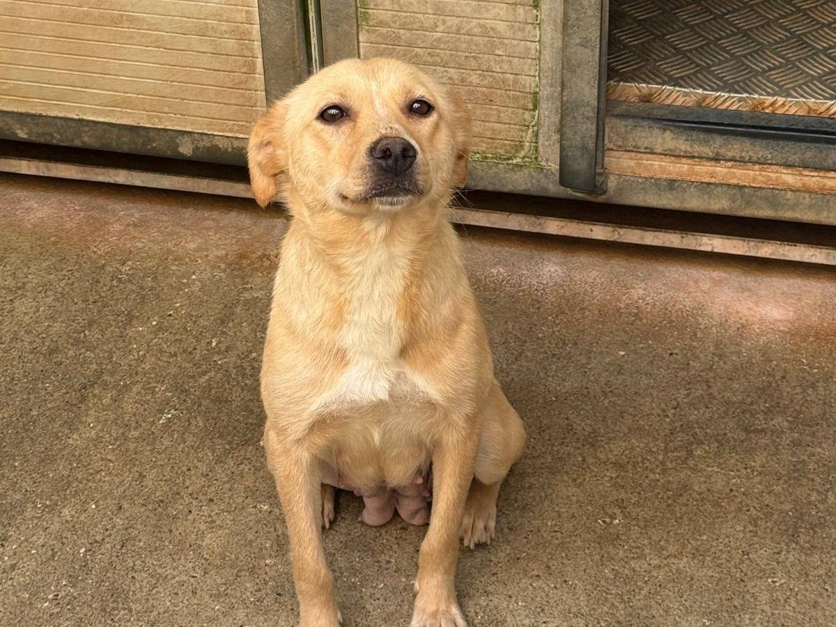 Adotta un cane, femmina, 4 anni e 1 mese, Cosenza