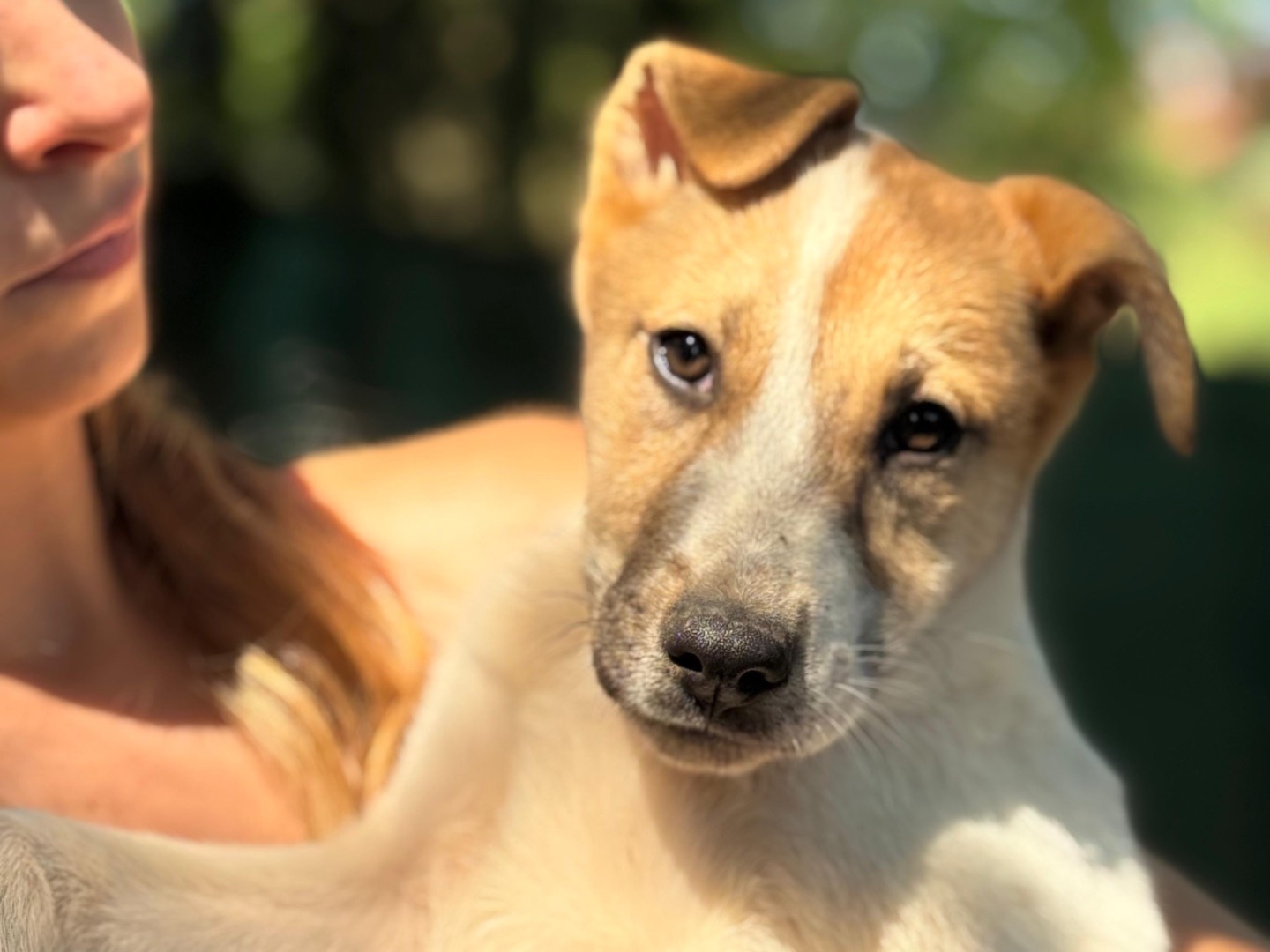 Adozione cane, femmina, Razza sconosciuta Razza sconosciuta, 1 mesi, taglia media contenuta, Milano