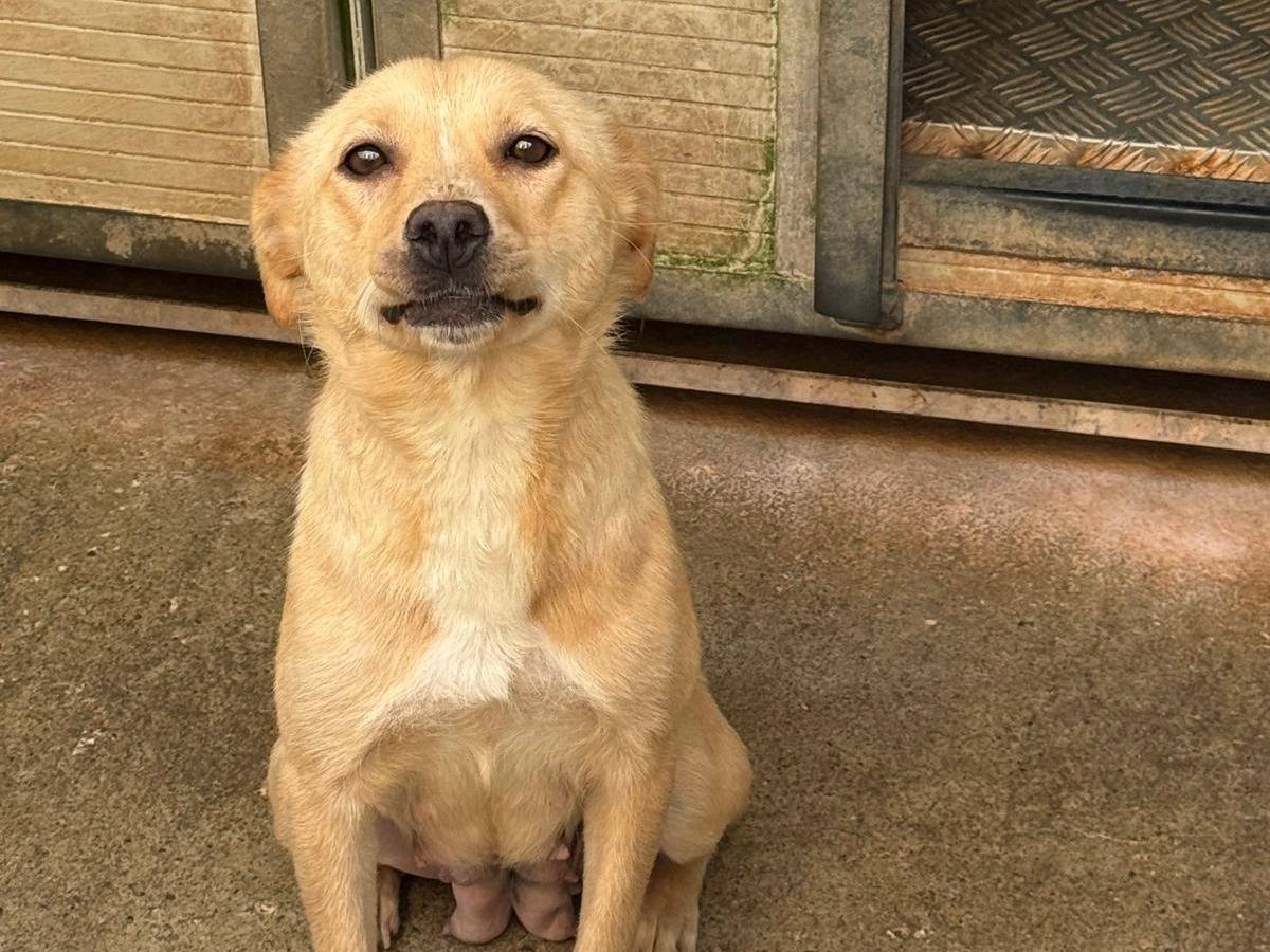 Adotta un cane, taglia media contenuta, femmina, Cosenza