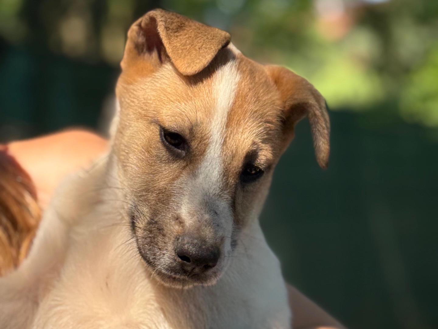 Adotta un cane, femmina, 1 mesi, Milano
