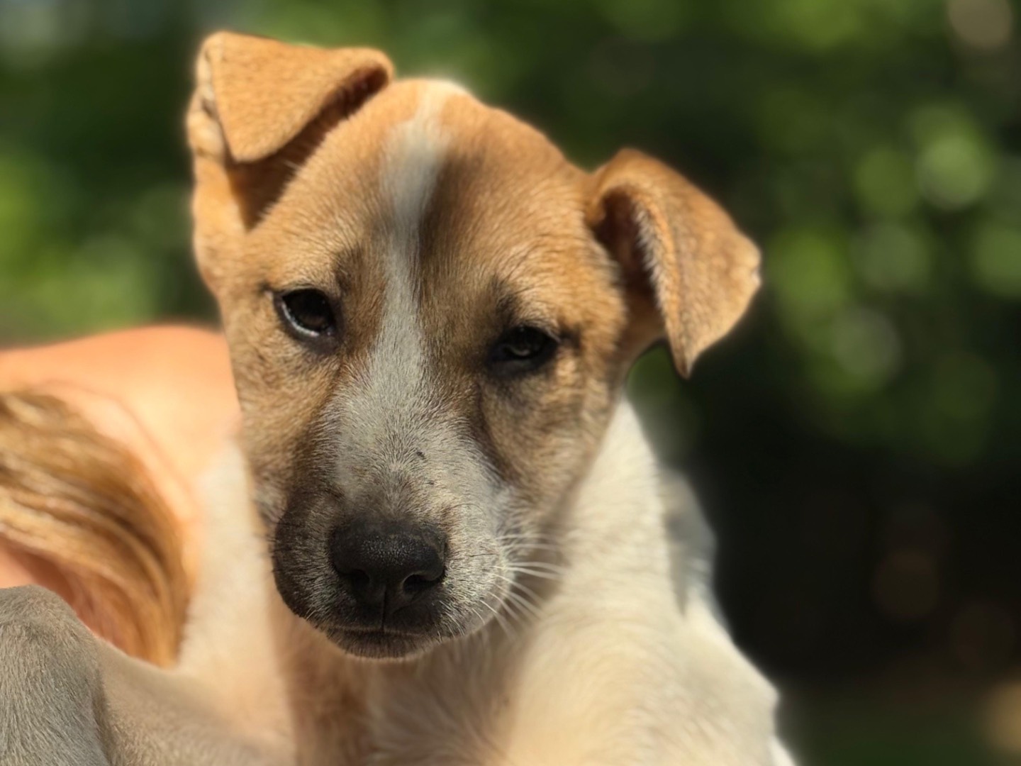 Adotta un cane, taglia media contenuta, femmina, Milano