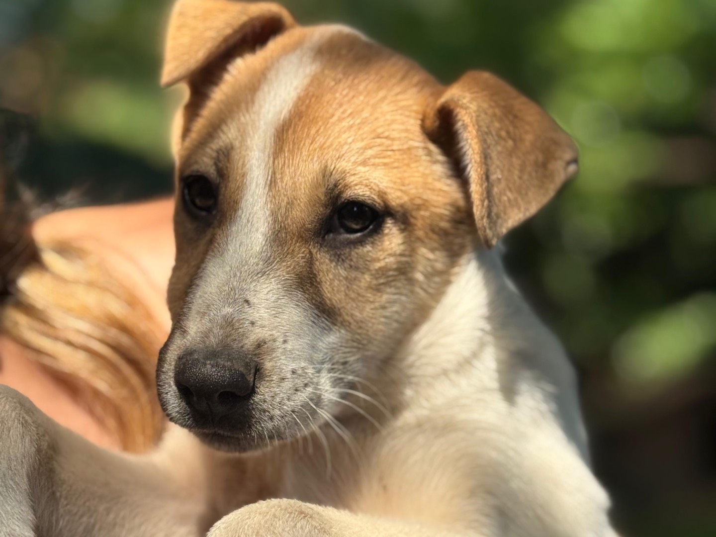 Vuoi adottare un cane a Milano?