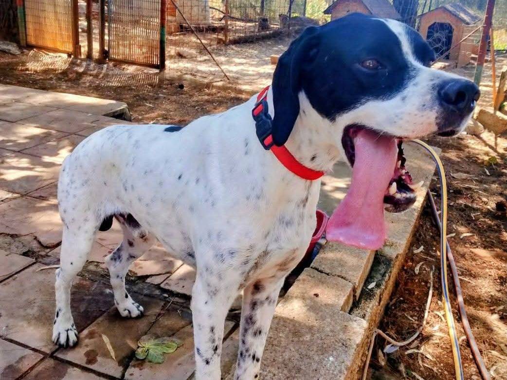 Adotta un cane, maschio, 5 anni e 2 mesi, Milano