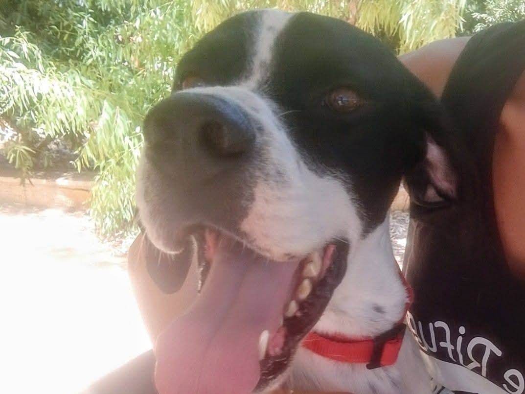 Adozione cane, maschio, Pointer Razza sconosciuta, 5 anni e 2 mesi, taglia media, Milano