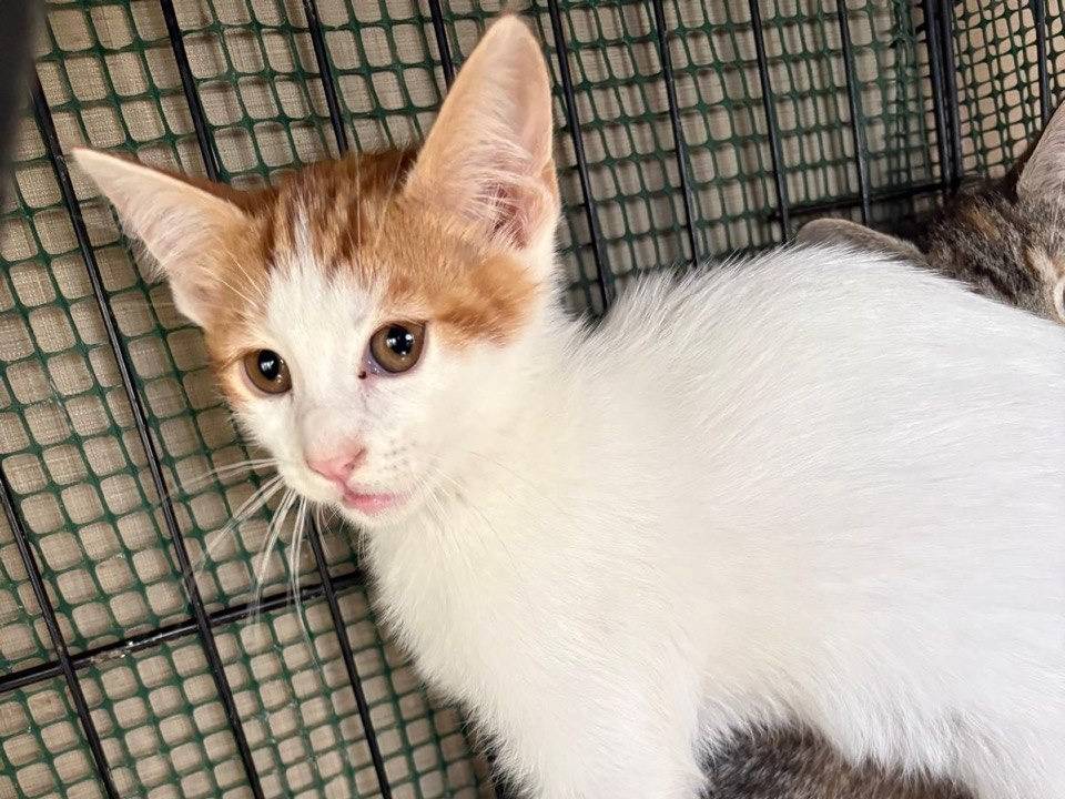 Adozione gatto, maschio, Razza sconosciuta Razza sconosciuta, 2 mesi, taglia non valida, Caltanissetta