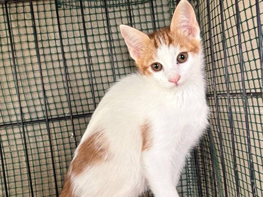 Adotta un gatto, maschio, 2 mesi, Caltanissetta