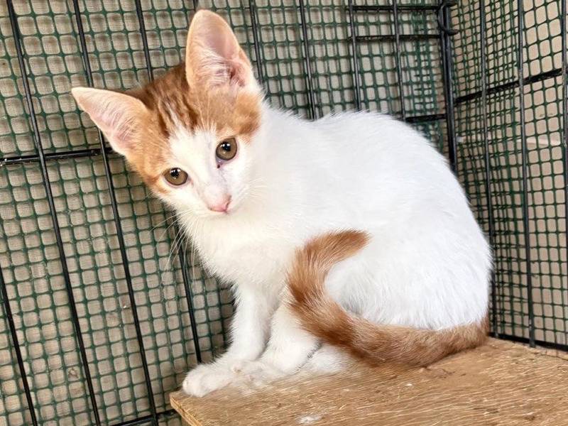 Adotta un gatto, taglia non valida, maschio, Caltanissetta