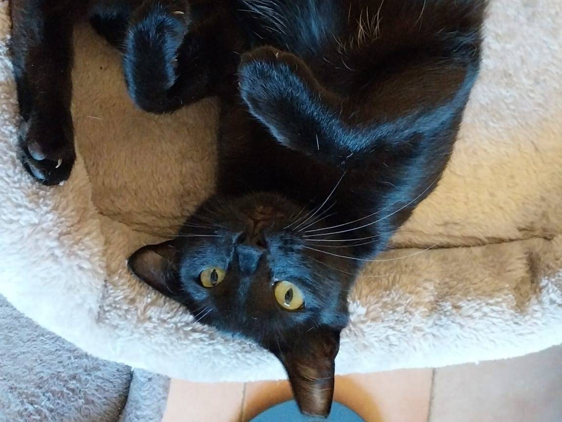 Adotta il gatto Diva a Viterbo