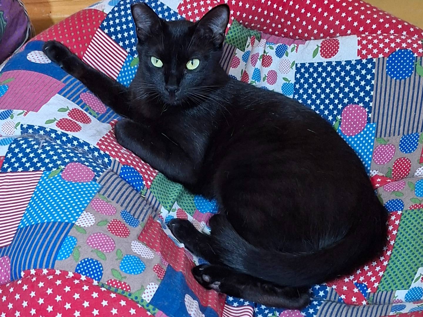 Adotta un gatto, femmina, 10 mesi, Viterbo