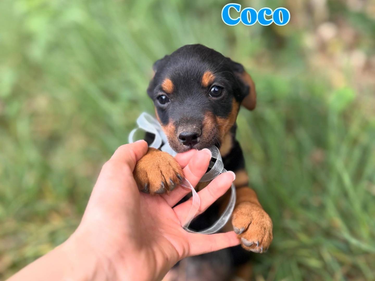 Adozione cane, maschio, Razza sconosciuta Razza sconosciuta, 2 mesi, taglia media contenuta, Caserta