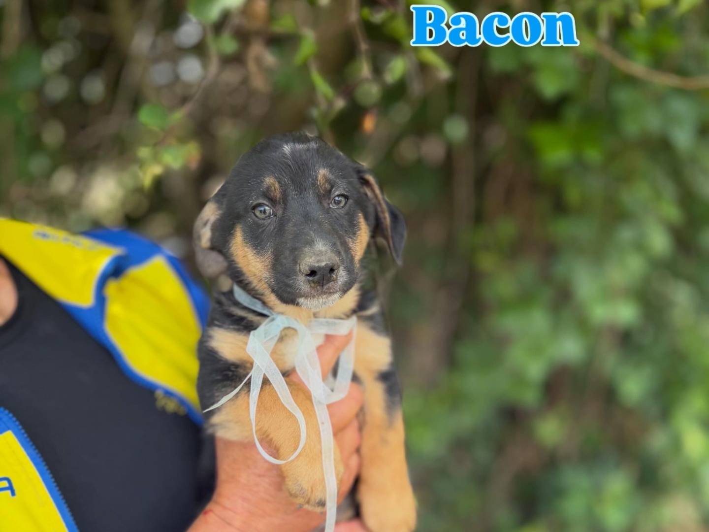 Adozione cane, maschio, Razza sconosciuta Razza sconosciuta, 2 mesi, taglia media contenuta, Caserta