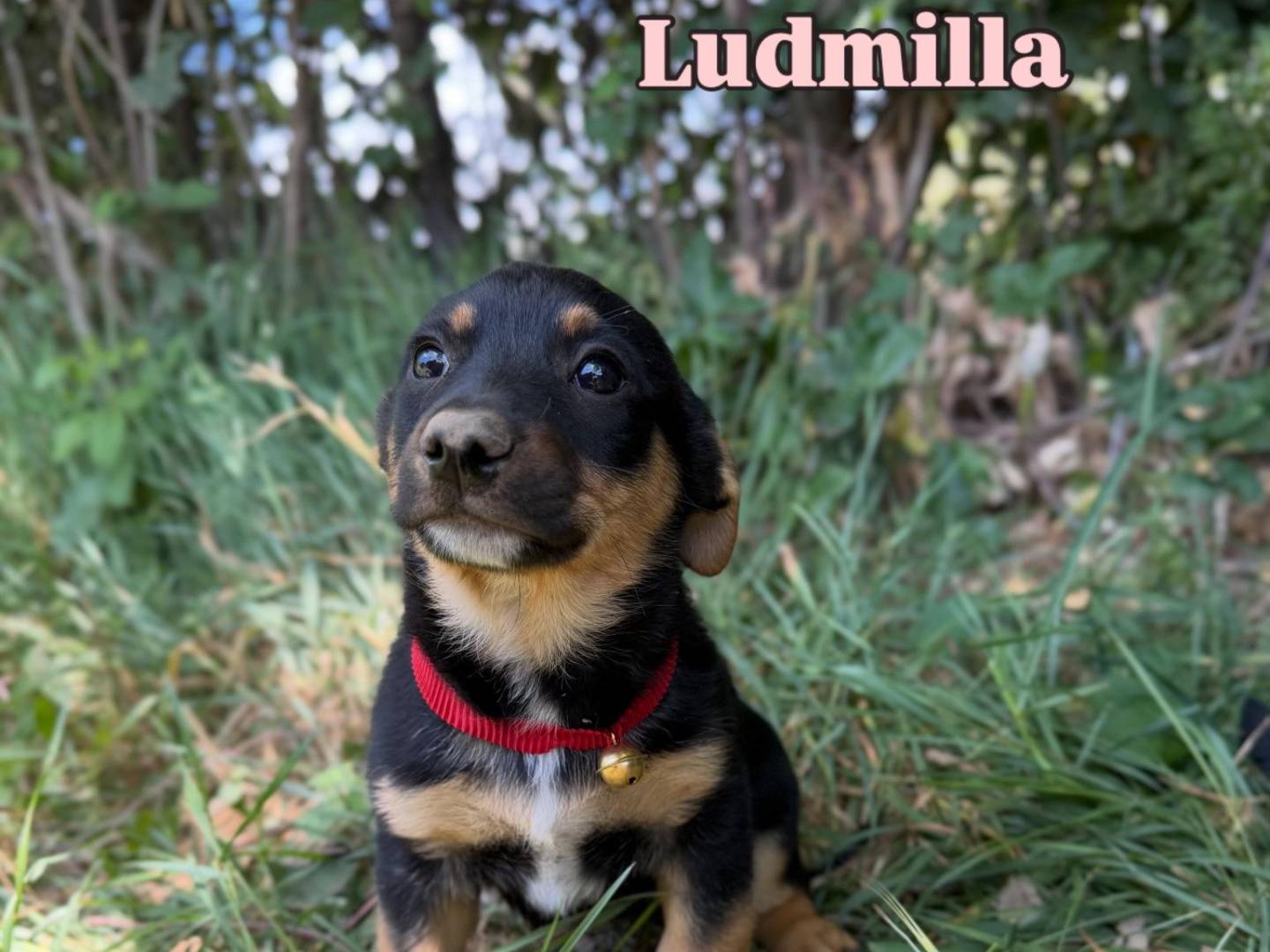 Adozione cane, femmina, Razza sconosciuta Razza sconosciuta, 2 mesi, taglia media contenuta, Caserta