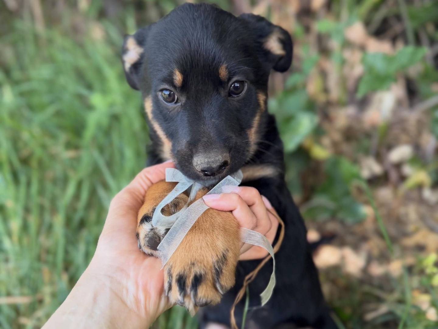 Adozione cane, maschio, Razza sconosciuta Razza sconosciuta, 1 mesi, taglia media contenuta, Caserta