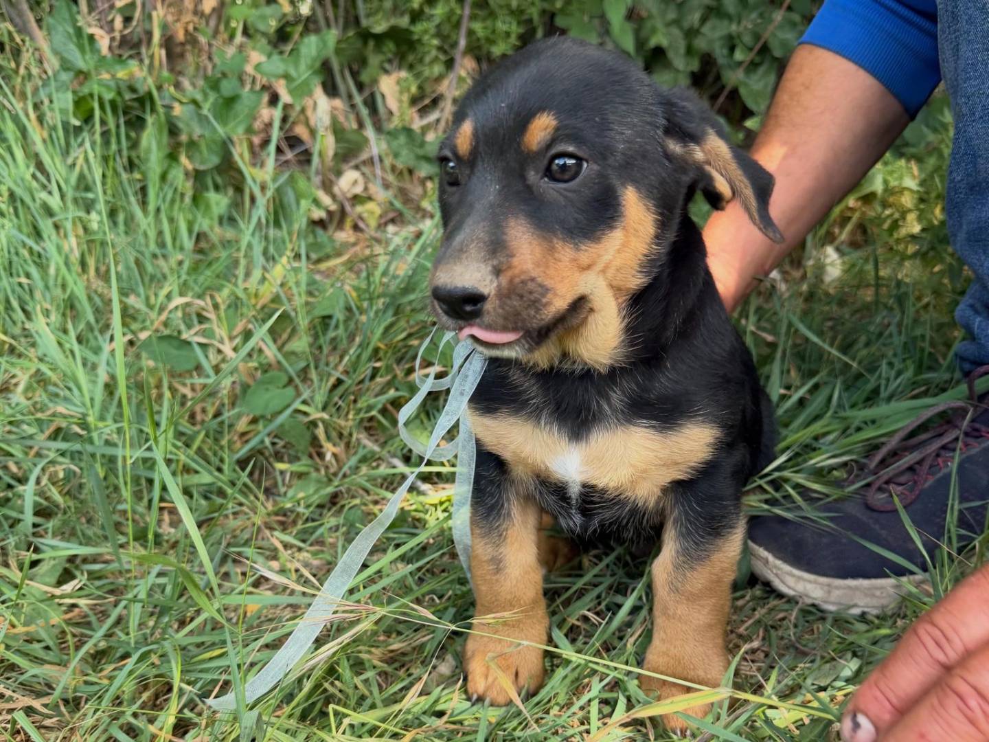 Adozione cane, maschio, Razza sconosciuta Razza sconosciuta, 1 mesi, taglia media contenuta, Caserta