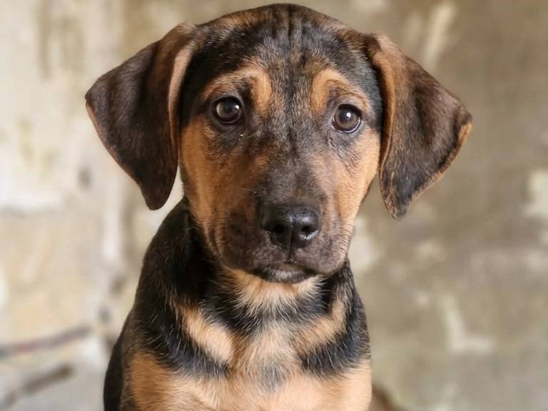 Adozione cane, maschio, Razza sconosciuta Razza sconosciuta, 2 mesi, taglia media, Avellino