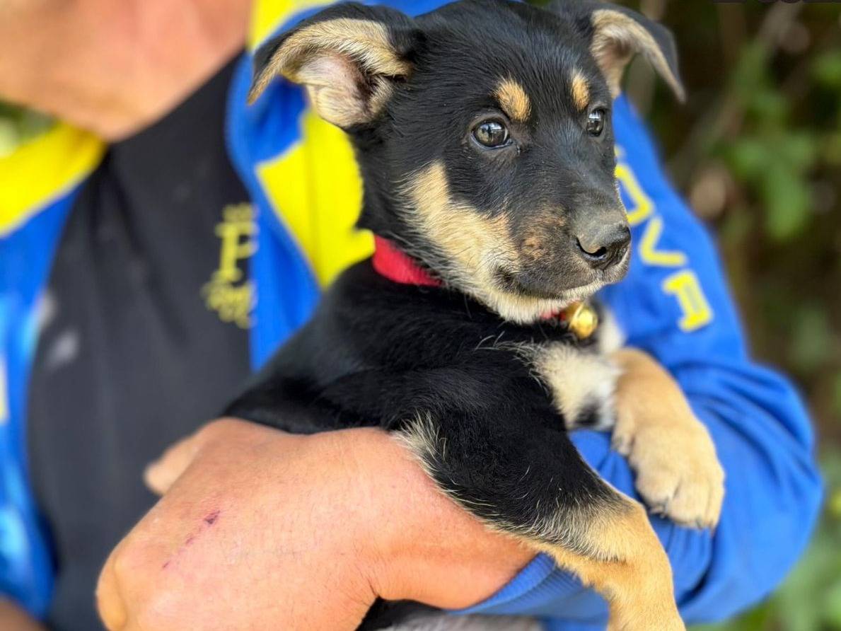 Adozione cane, femmina, Razza sconosciuta Razza sconosciuta, 1 mesi, taglia media contenuta, Caserta