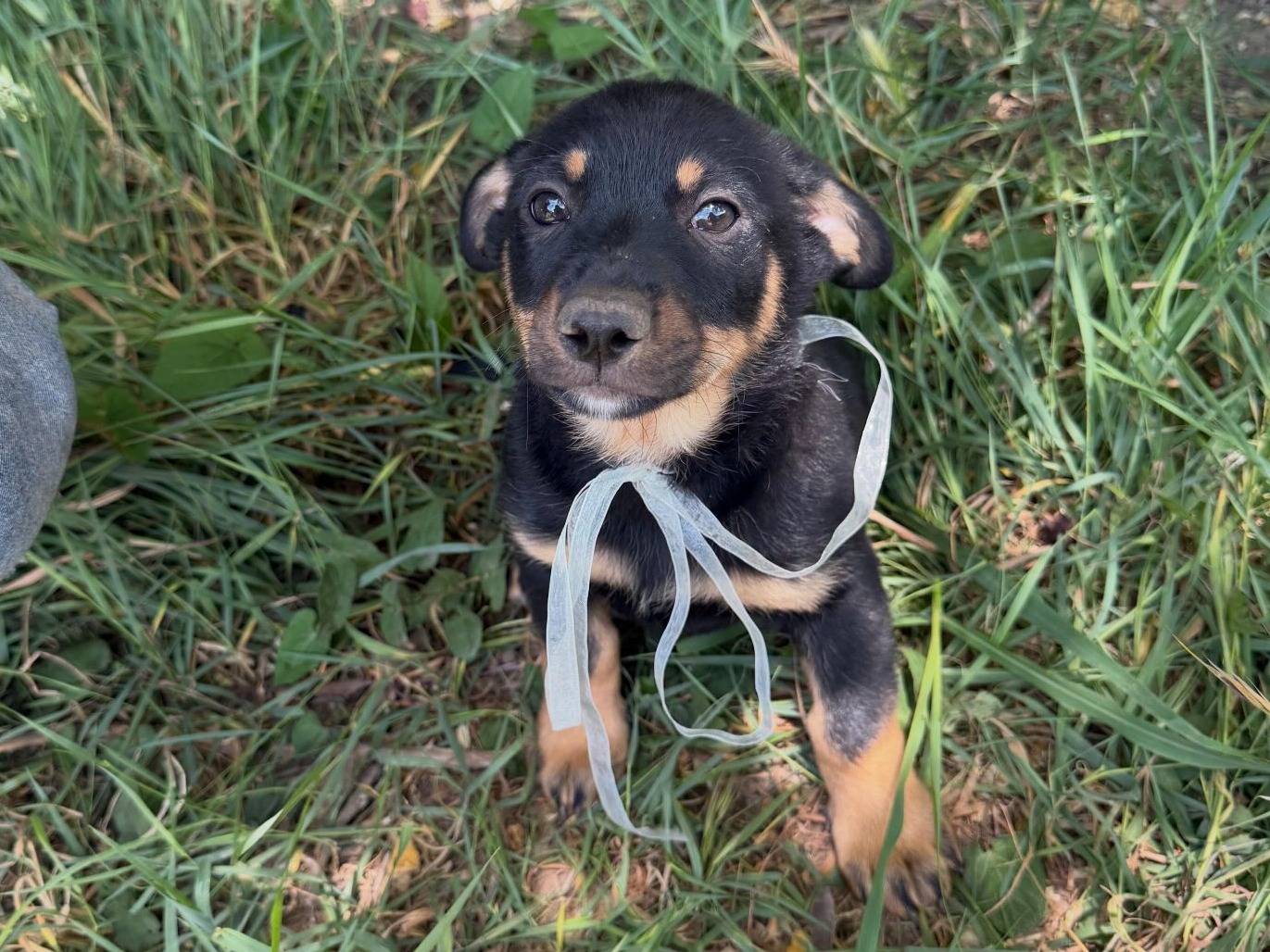 Adozione cane, maschio, Razza sconosciuta Razza sconosciuta, 2 mesi, taglia media contenuta, Caserta