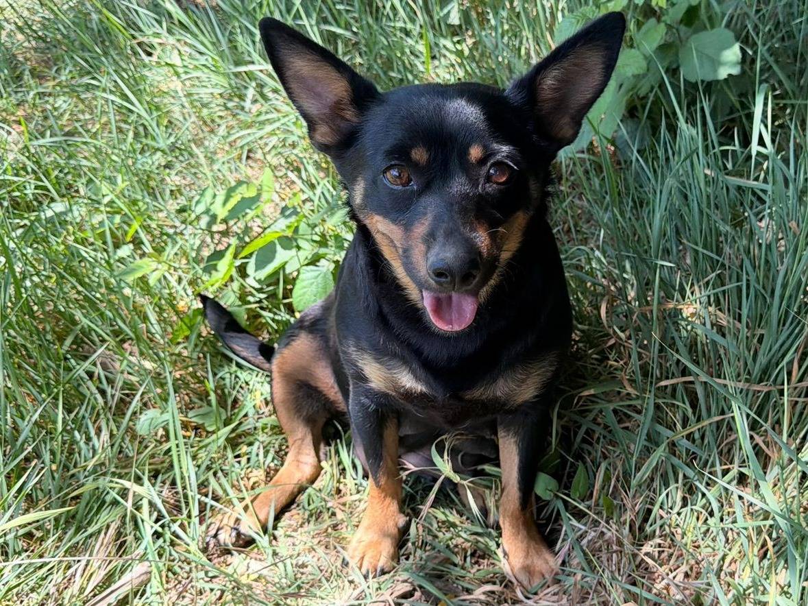 Adotta un cane, femmina, 2 anni e 11 mesi, Caserta