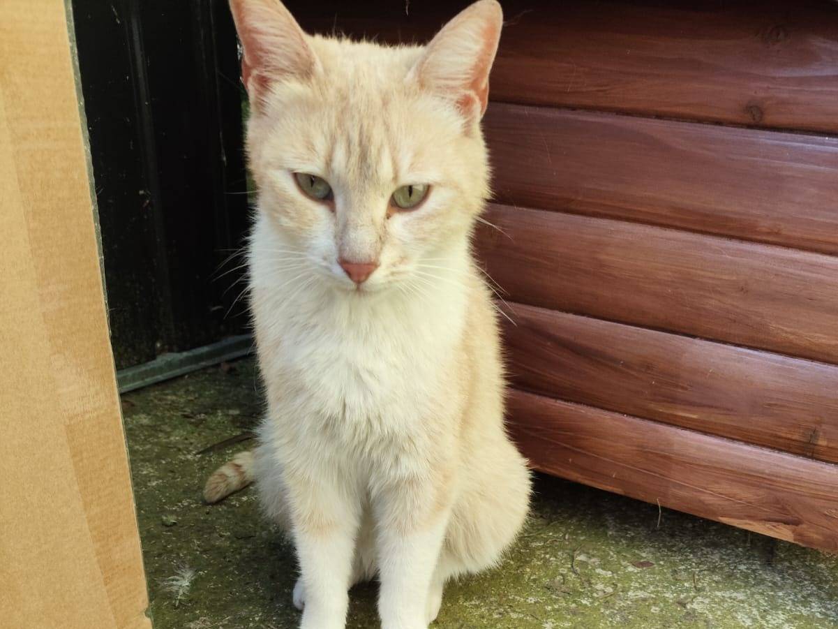 Adozione gatto, femmina, Razza sconosciuta Razza sconosciuta, 9 mesi, taglia non valida, Verona