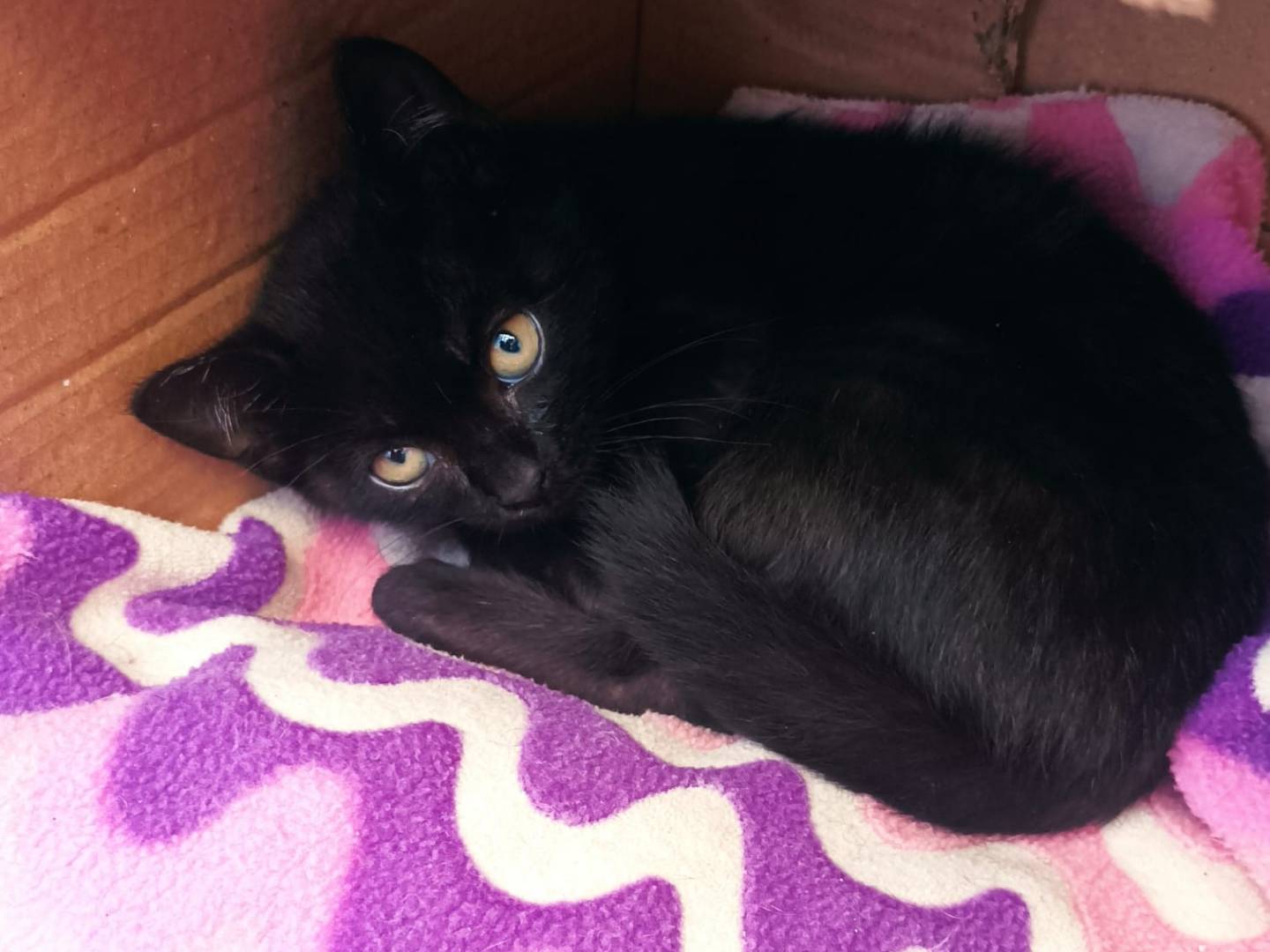 Adozione gatto, maschio, Razza sconosciuta Razza sconosciuta, 2 mesi, taglia non valida, Latina
