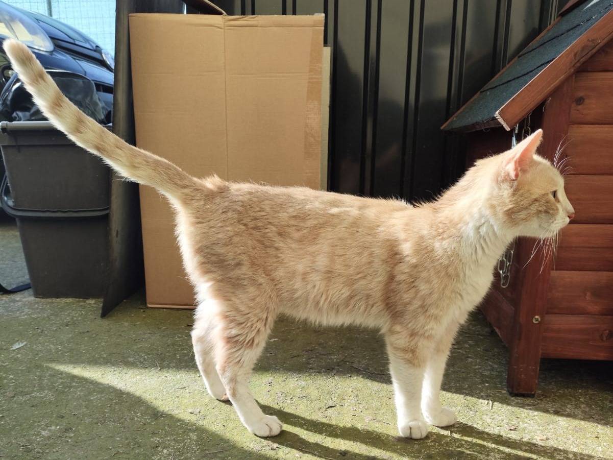 Adotta un gatto, femmina, 9 mesi, Verona