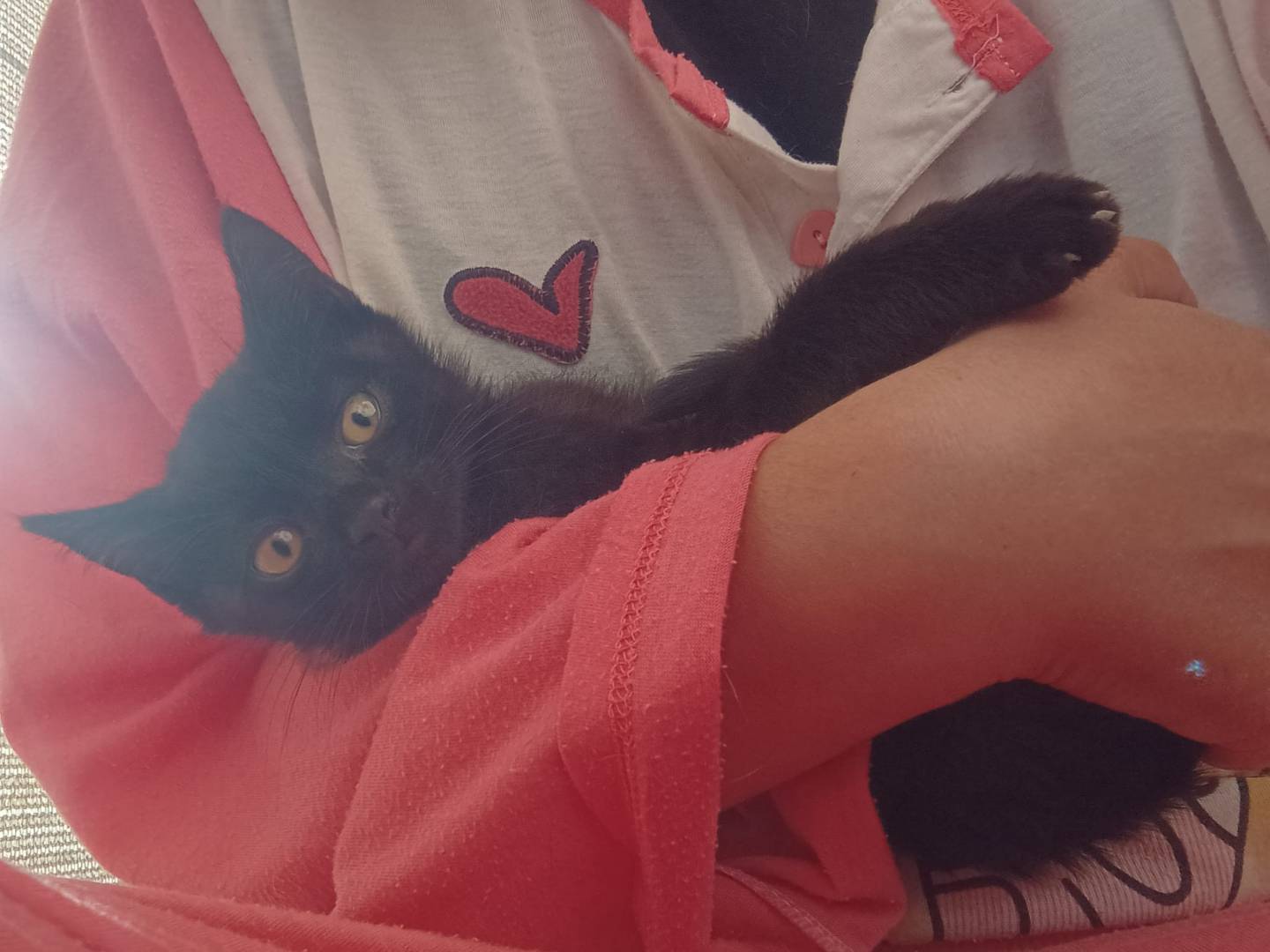 Adotta un gatto, maschio, 2 mesi, Latina