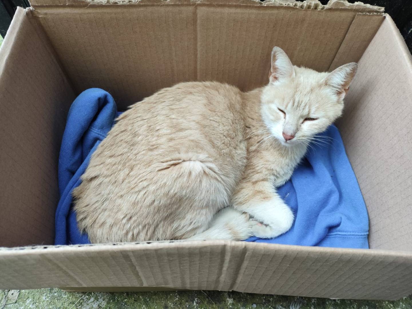 Adotta un gatto, taglia non valida, femmina, Verona