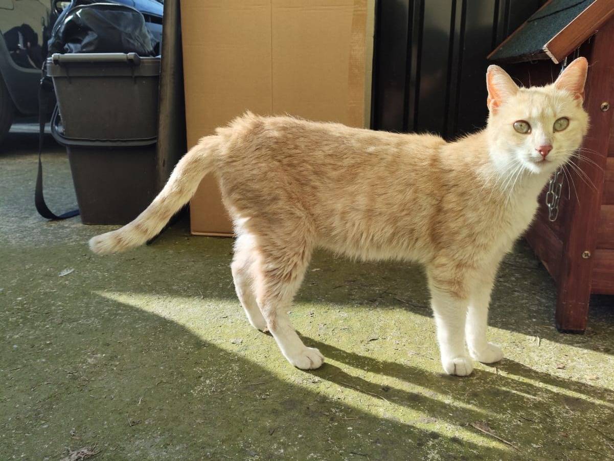 Vuoi adottare un gatto a Verona?