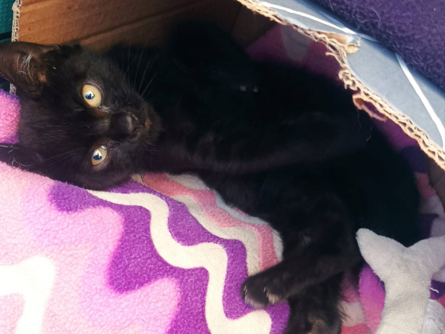 Vuoi adottare un gatto a Latina?