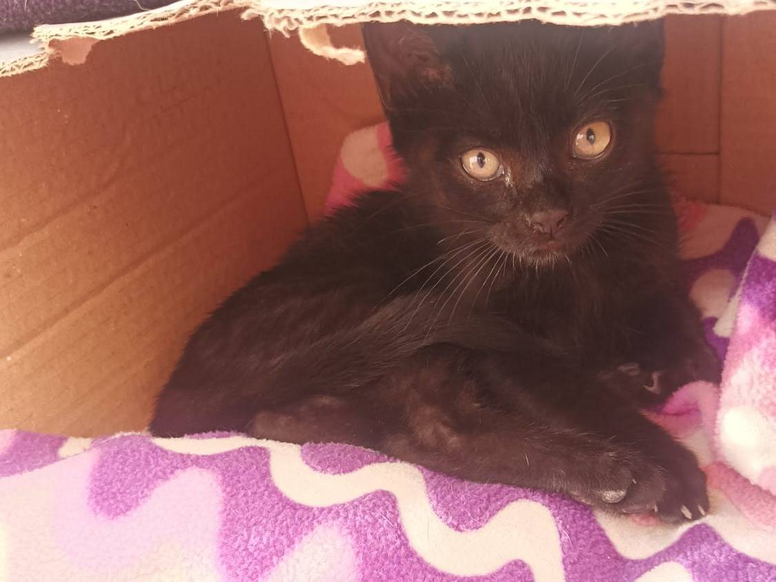 Adotta il gatto Noam a Latina