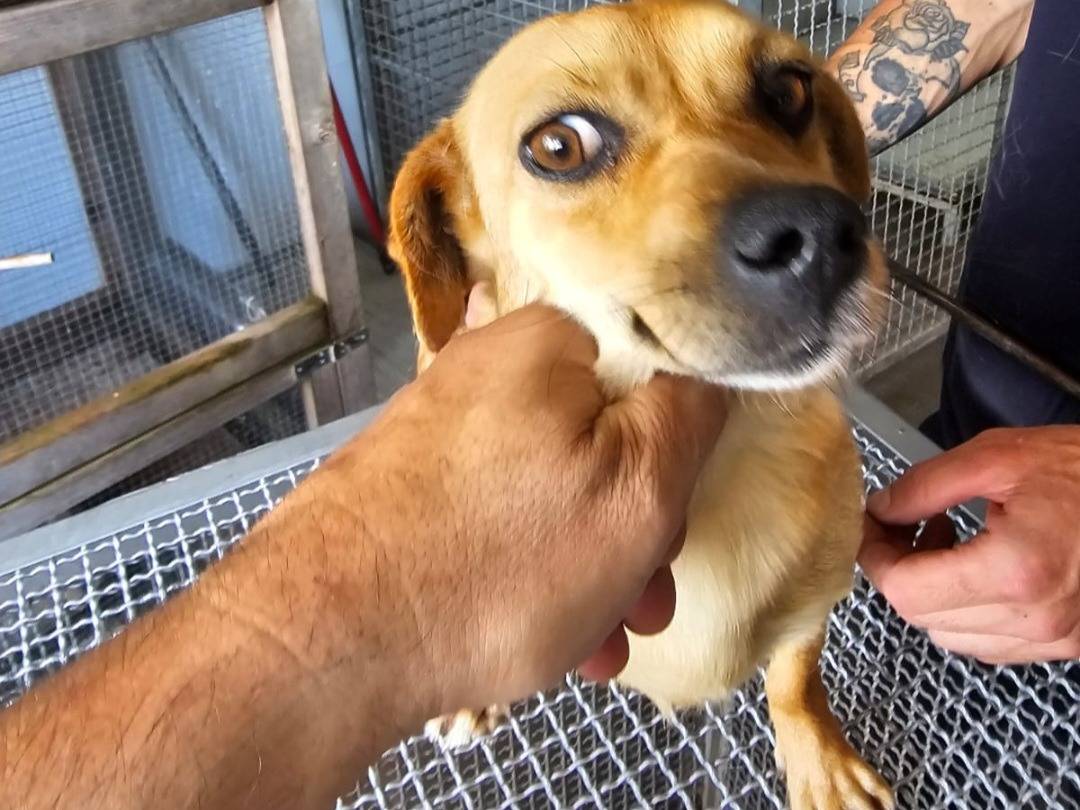 Adozione cane, femmina, Razza sconosciuta Razza sconosciuta, 2 anni e 3 mesi, taglia piccola, Caserta