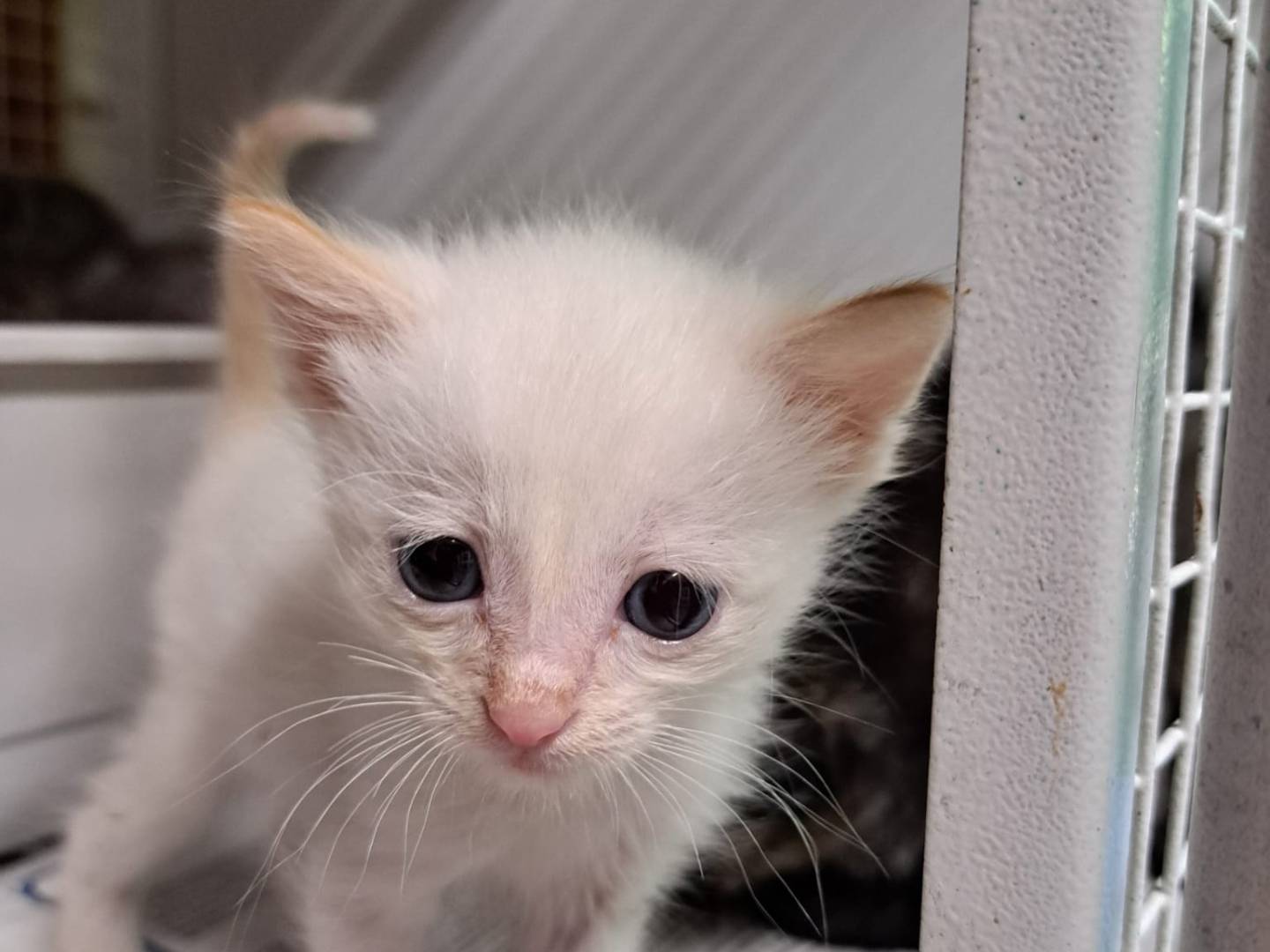 Adozione gatto, maschio, Razza sconosciuta Razza sconosciuta, 3 settimane, taglia non valida, Milano