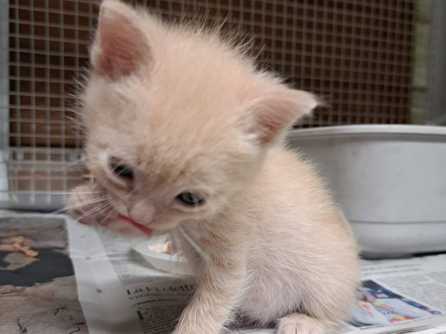 Adotta un gatto, maschio, 3 settimane, Milano