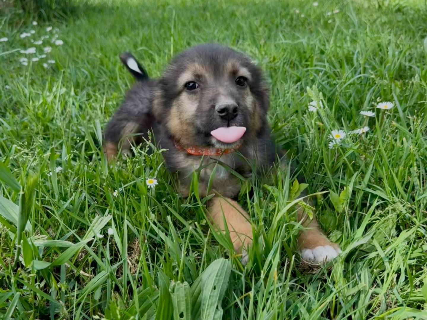 Adozione cane, maschio, Razza sconosciuta Razza sconosciuta, 2 mesi, taglia media, Cuneo