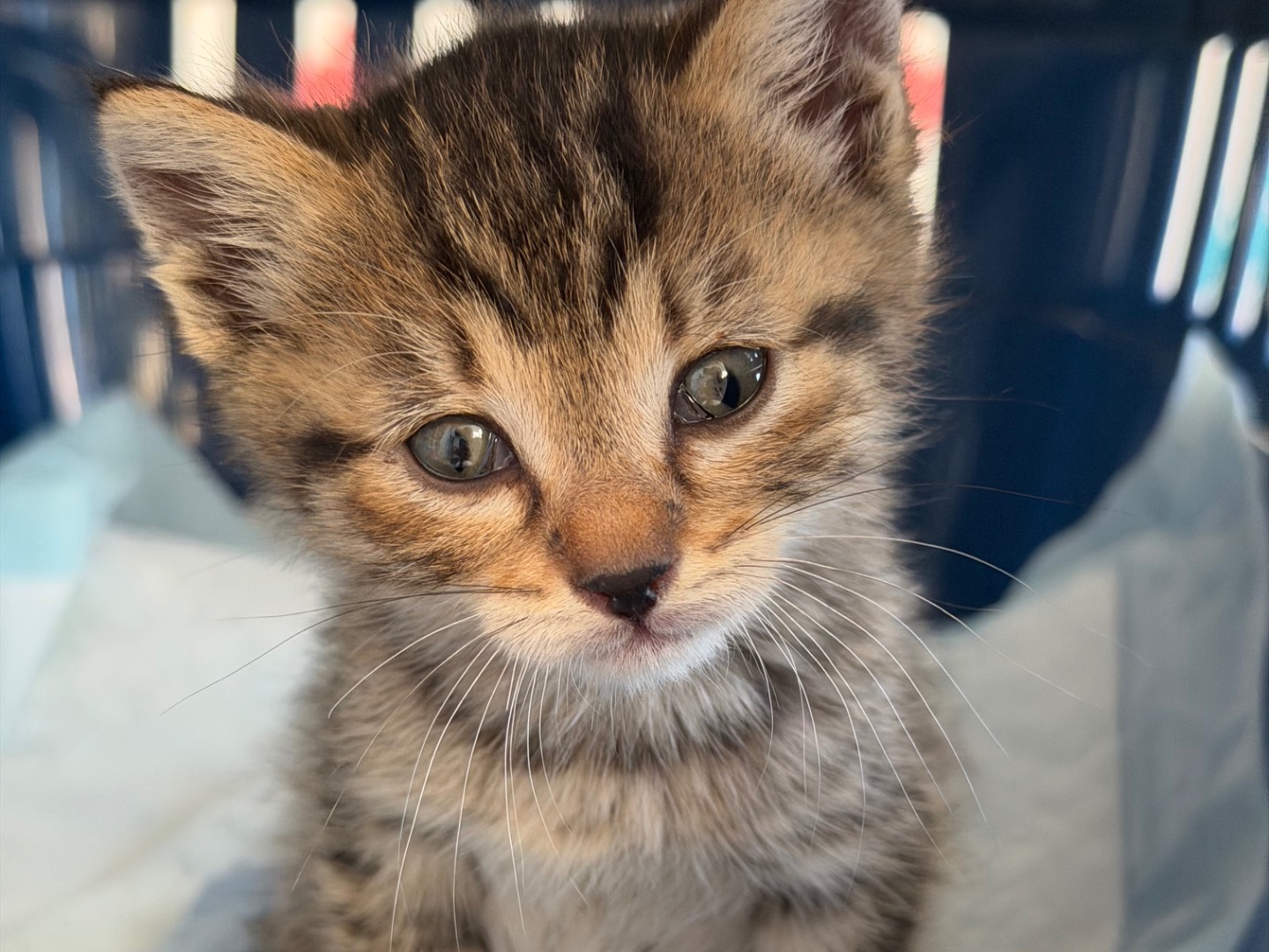 Adotta un gatto, maschio, 1 mesi, Prato